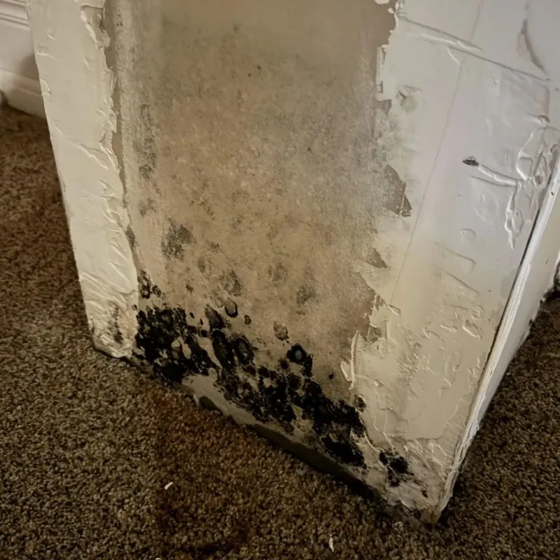 Professional Mold Removal in Forest County, PA